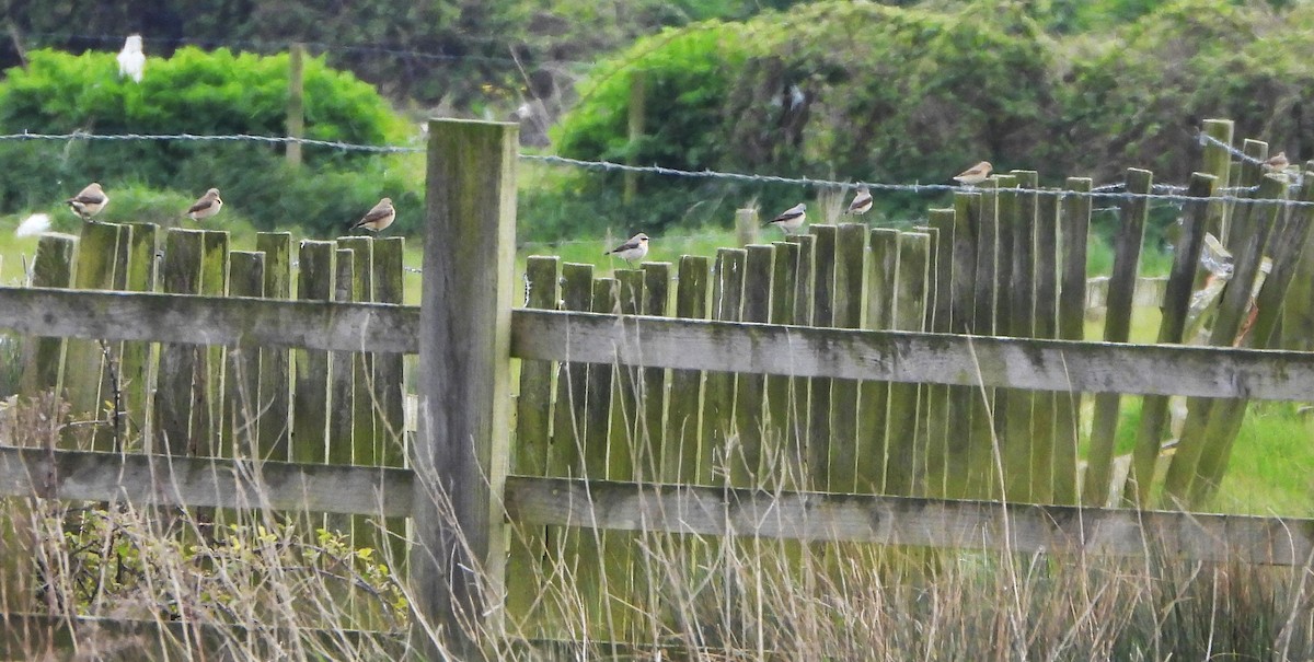 Northern Wheatear - ML617726446