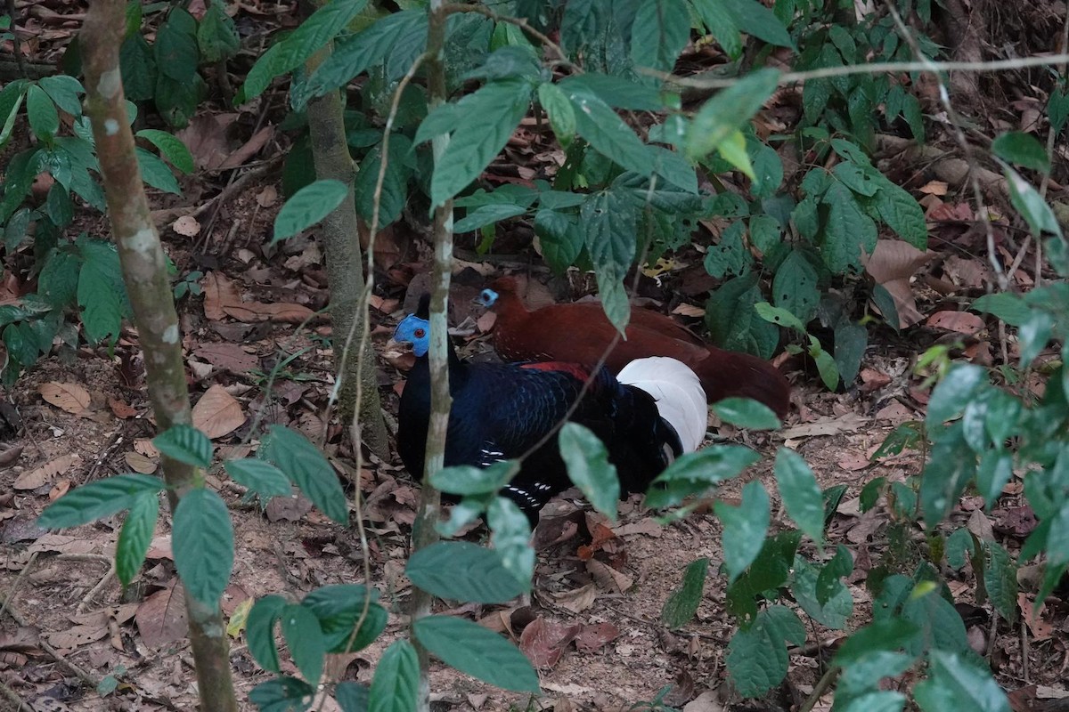 Malayan Crested Fireback - ML617726453