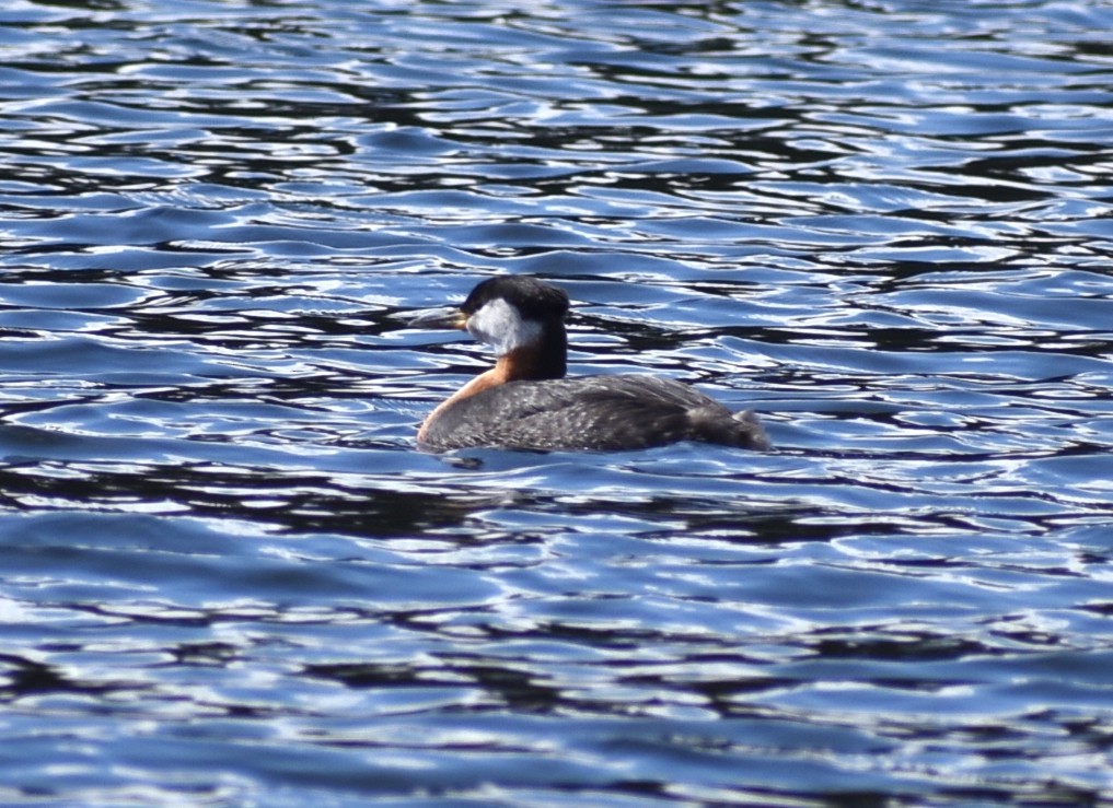 Red-necked Grebe - M. Rogers