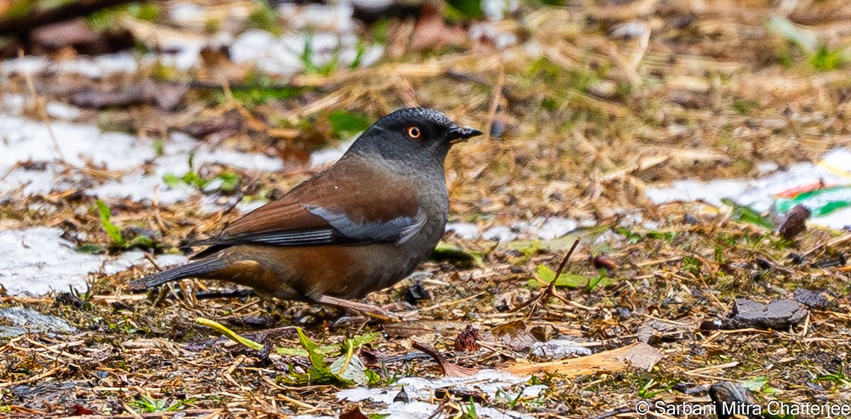 Maroon-backed Accentor - ML617726493