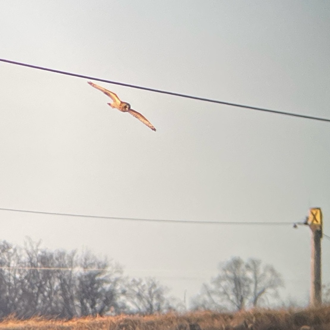 Хулгар гуйванга - ML617726502