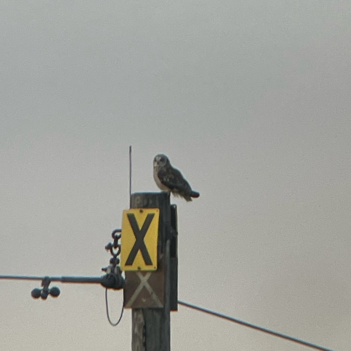 Хулгар гуйванга - ML617726519