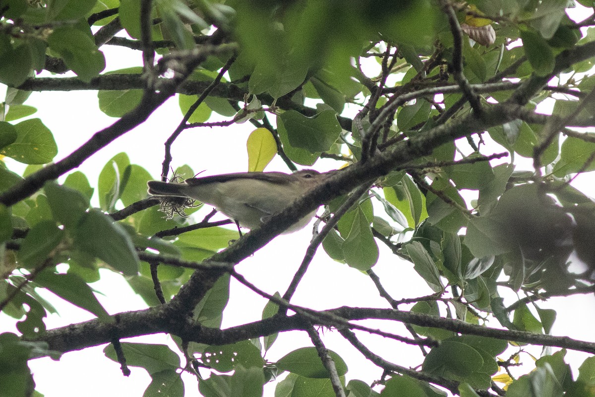 Eastern Warbling Vireo - ML617726521