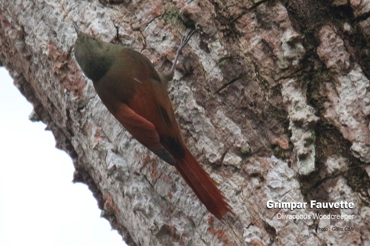 Olivaceous Woodcreeper - ML617726557