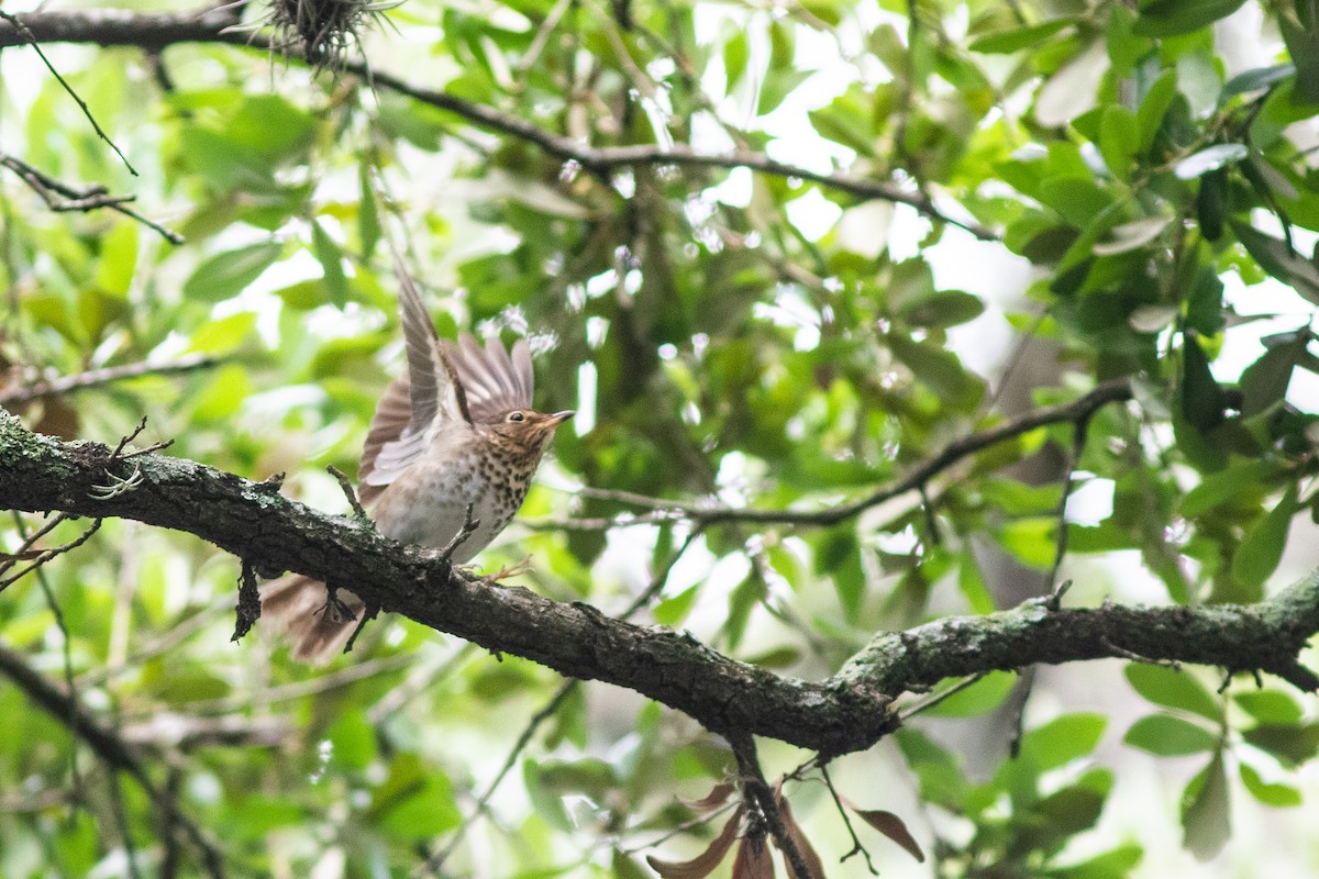 Swainson's Thrush - ML617726563