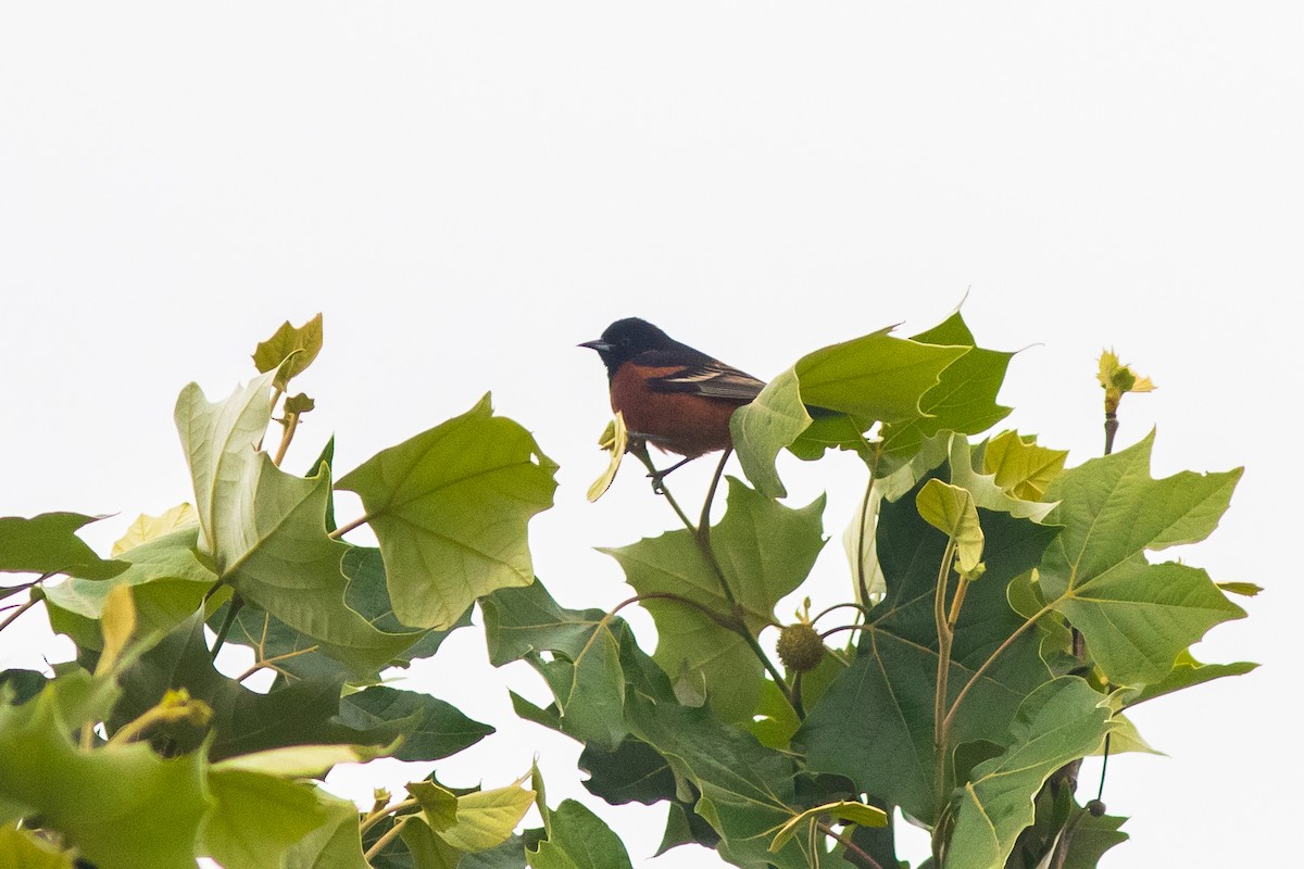 Orchard Oriole - ML617726570