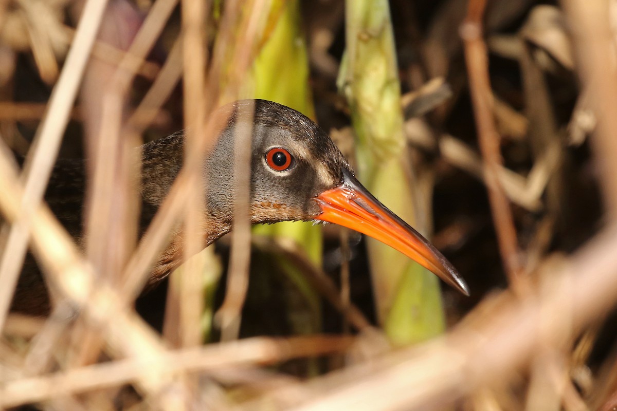 Virginia Rail - ML617726574