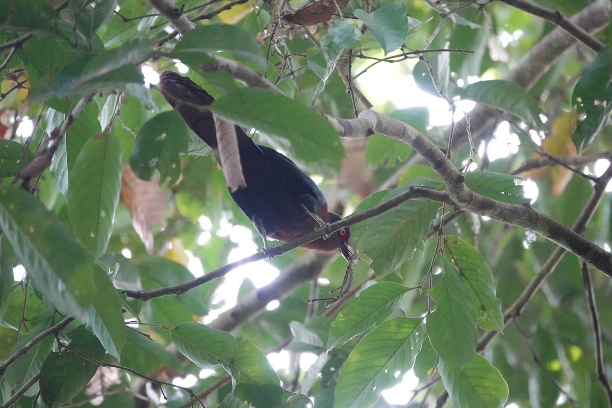 Chestnut-breasted Malkoha - Sutirtha Lahiri