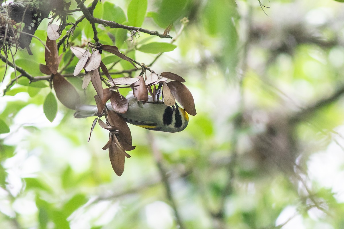 Golden-winged Warbler - ML617726581