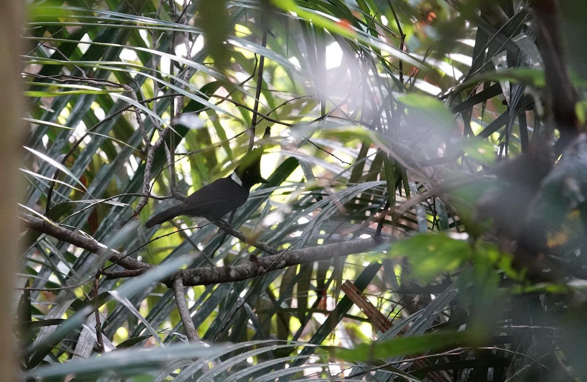 Crested Jayshrike - ML617726586