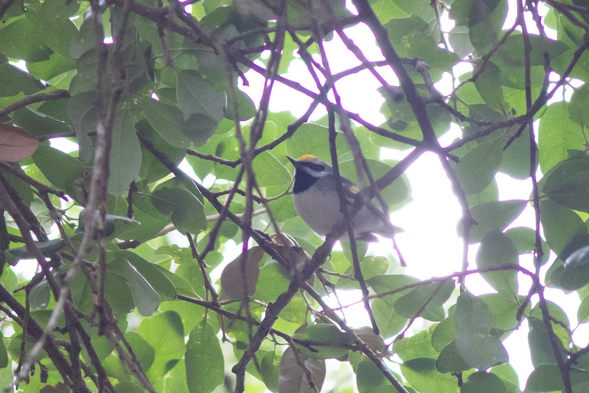 Golden-winged Warbler - ML617726591