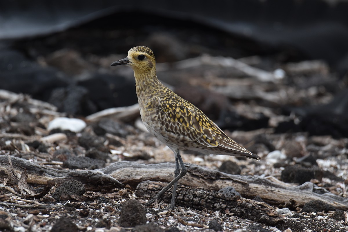 Chorlito Dorado Siberiano - ML617726627