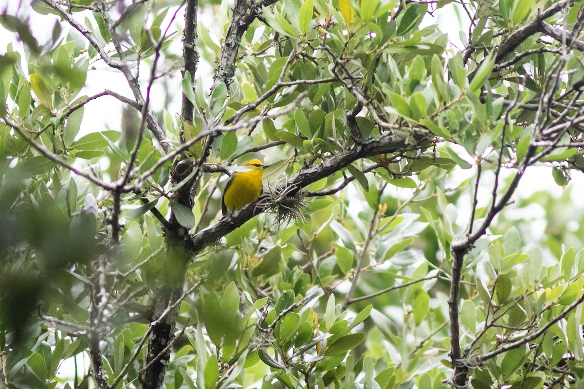 Blue-winged Warbler - ML617726636