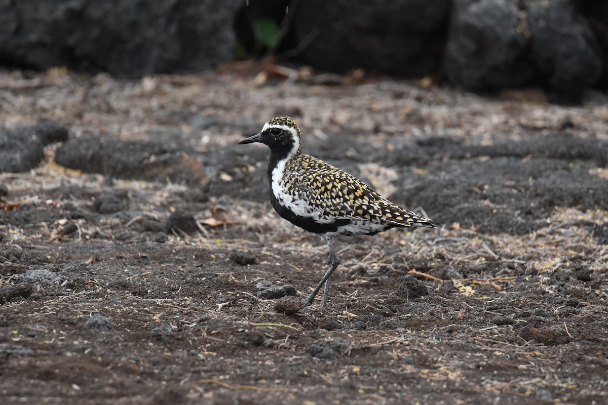 Chorlito Dorado Siberiano - ML617726641