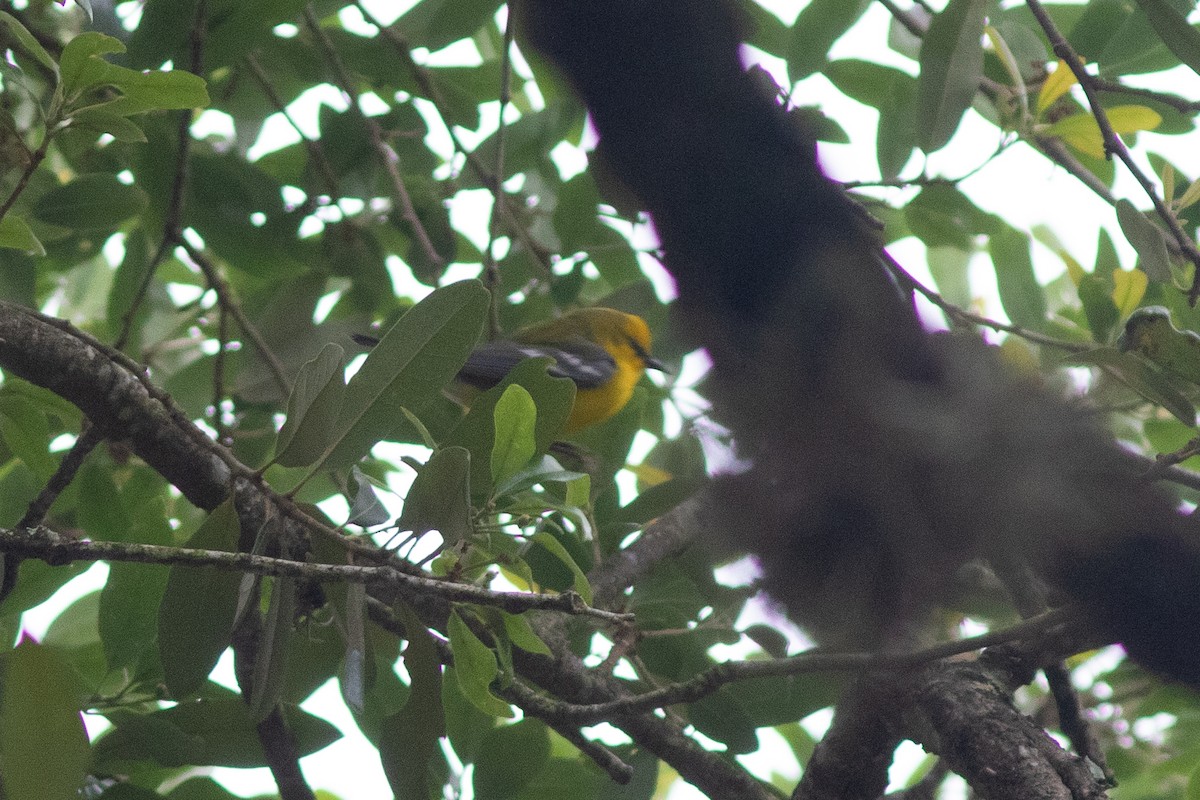 Blue-winged Warbler - ML617726642