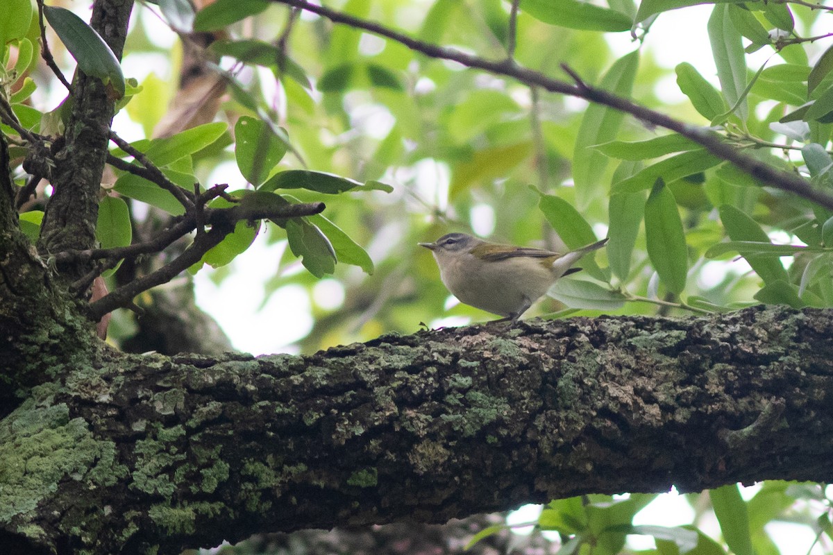 Tennessee Warbler - ML617726657