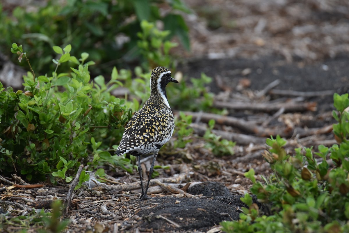 Chorlito Dorado Siberiano - ML617726659