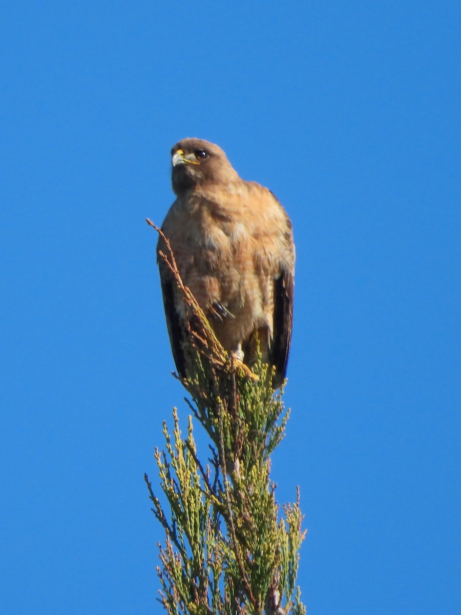 Red-tailed Hawk - Susan Tenney