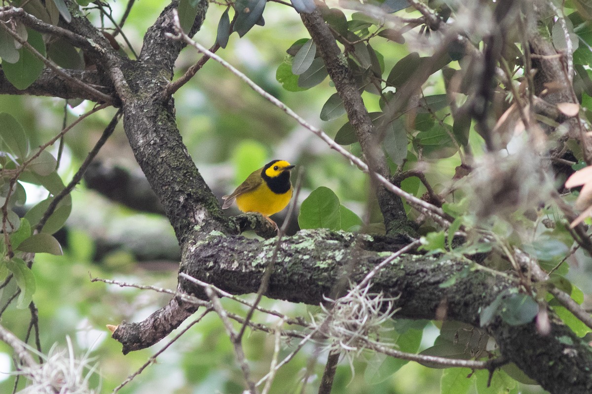 Hooded Warbler - ML617726682
