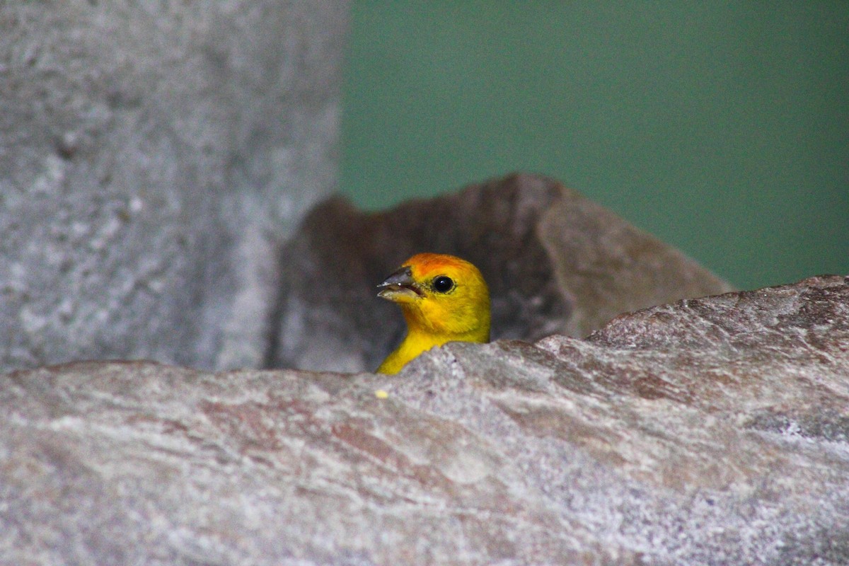 Saffron Finch - ML617726694