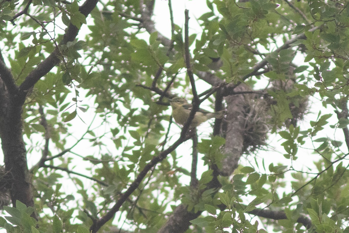 Cerulean Warbler - ML617726699