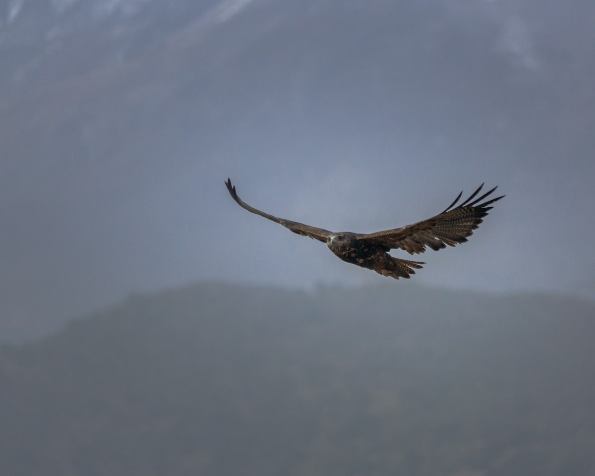 Black-chested Buzzard-Eagle - Santiago Peirano