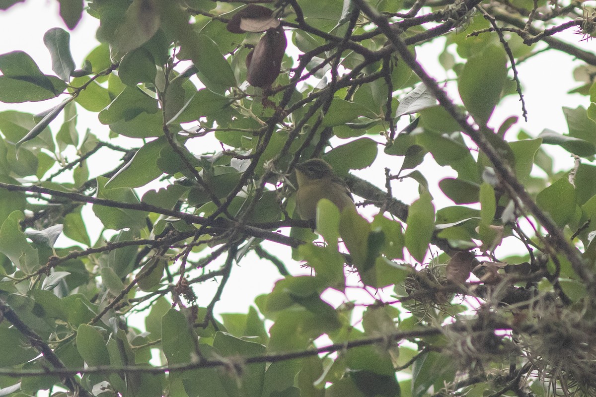 Cerulean Warbler - ML617726704