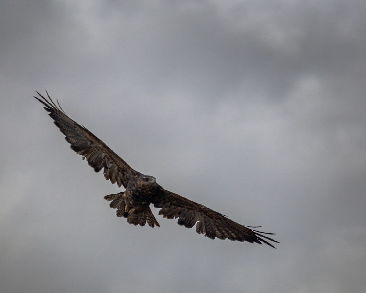 Black-chested Buzzard-Eagle - Santiago Peirano