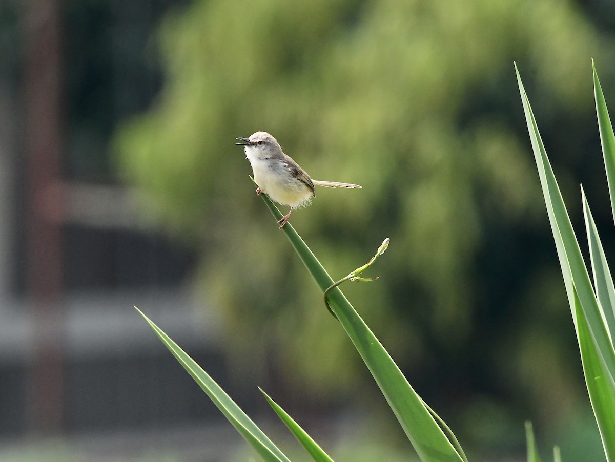 Tawny-flanked Prinia - Michaela Figari