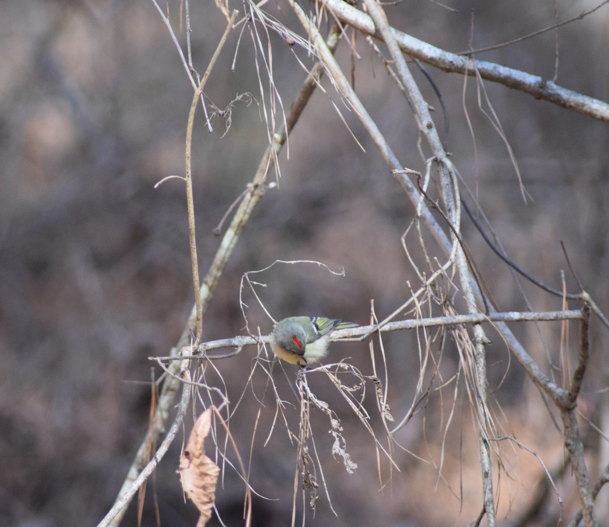 Ruby-crowned Kinglet - ML617726714