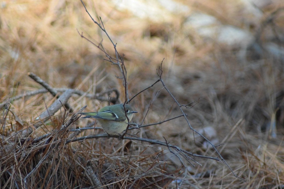 Ruby-crowned Kinglet - ML617726715