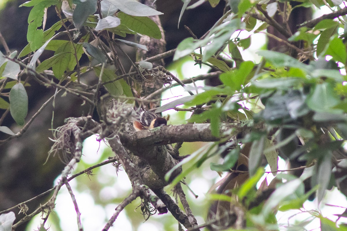 Bay-breasted Warbler - ML617726717