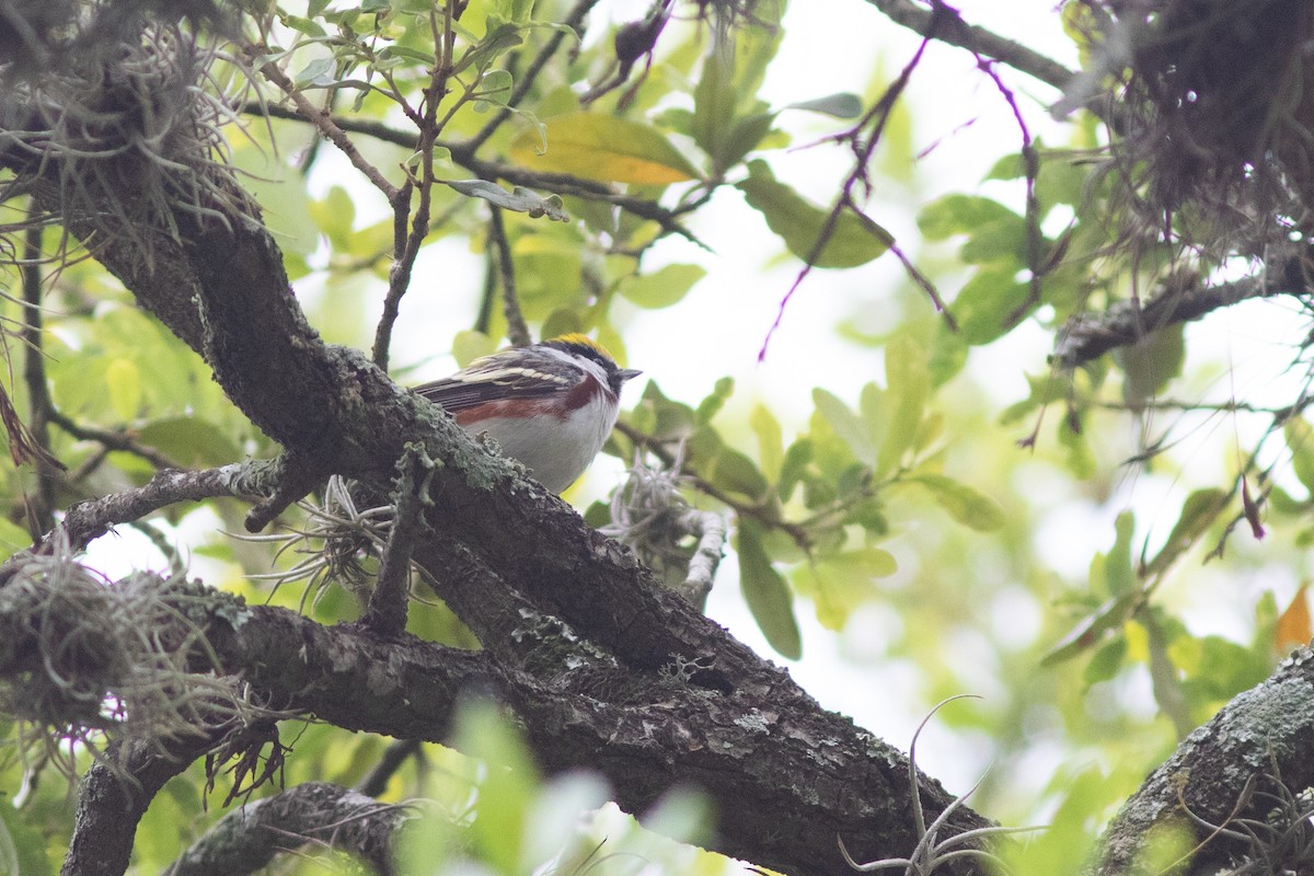 Chestnut-sided Warbler - ML617726723
