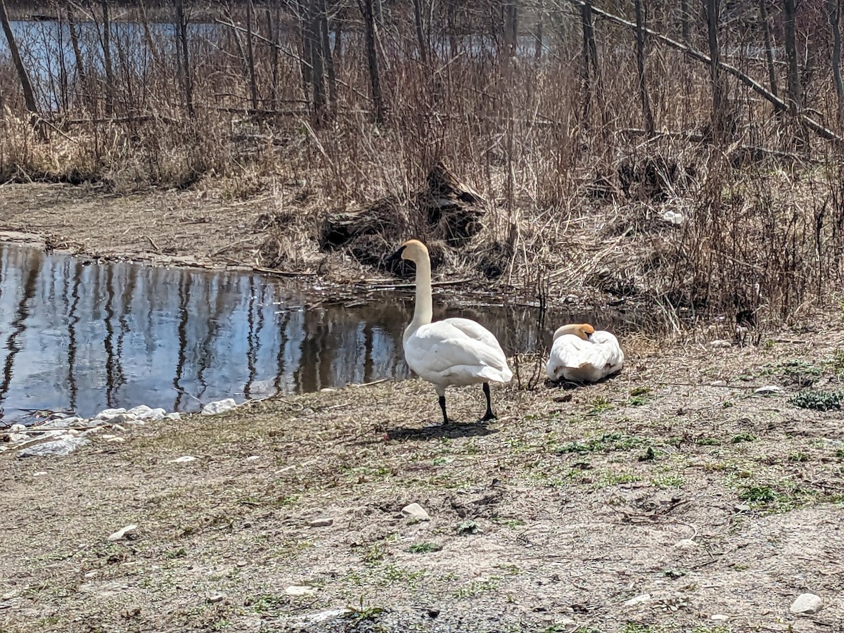 Trumpeter Swan - ML617726725