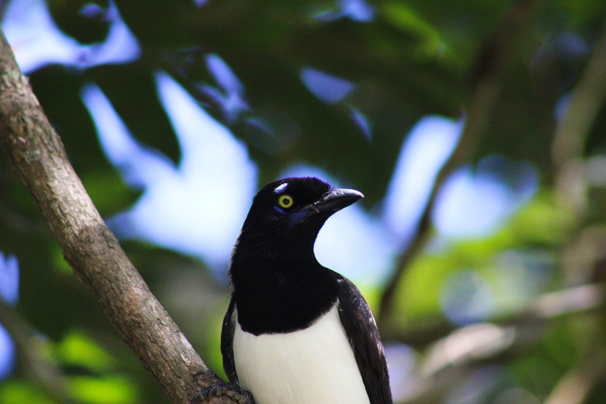 White-naped Jay - ML617726728