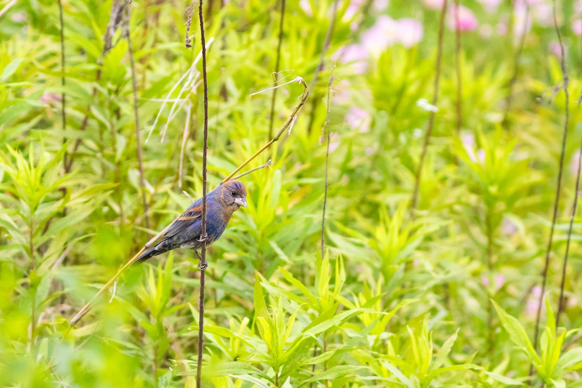 Blue Grosbeak - ML617726733