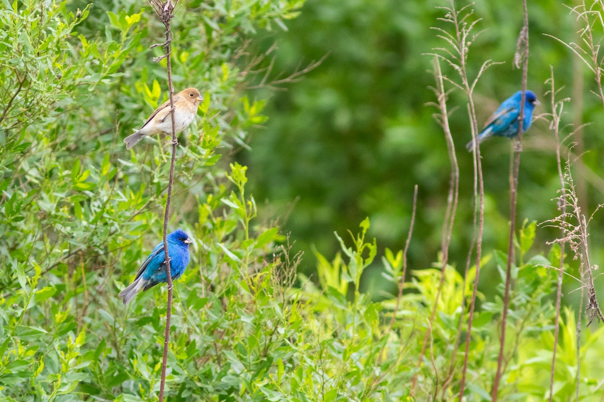 Indigo Bunting - ML617726740