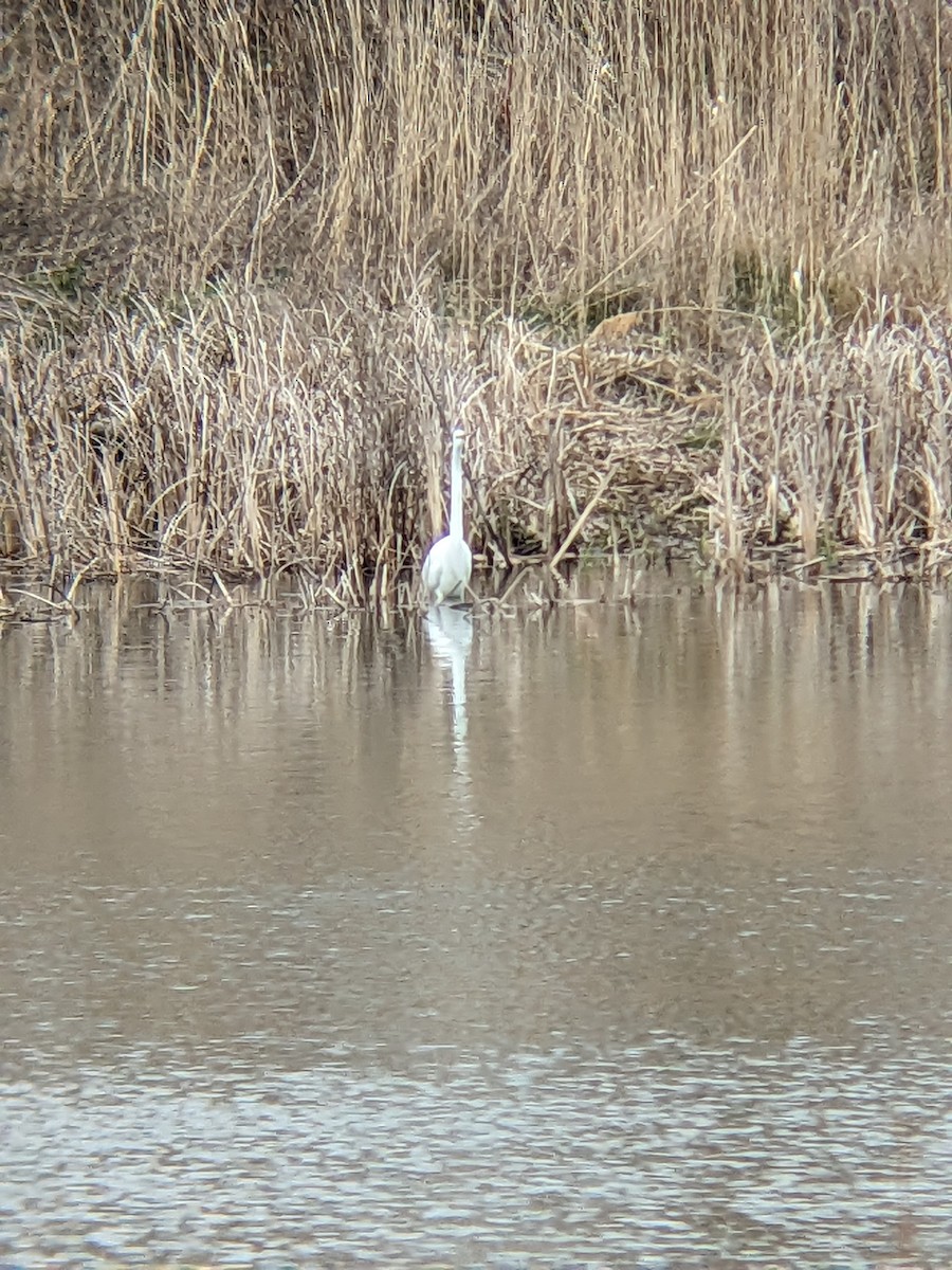 Great Egret - ML617726748