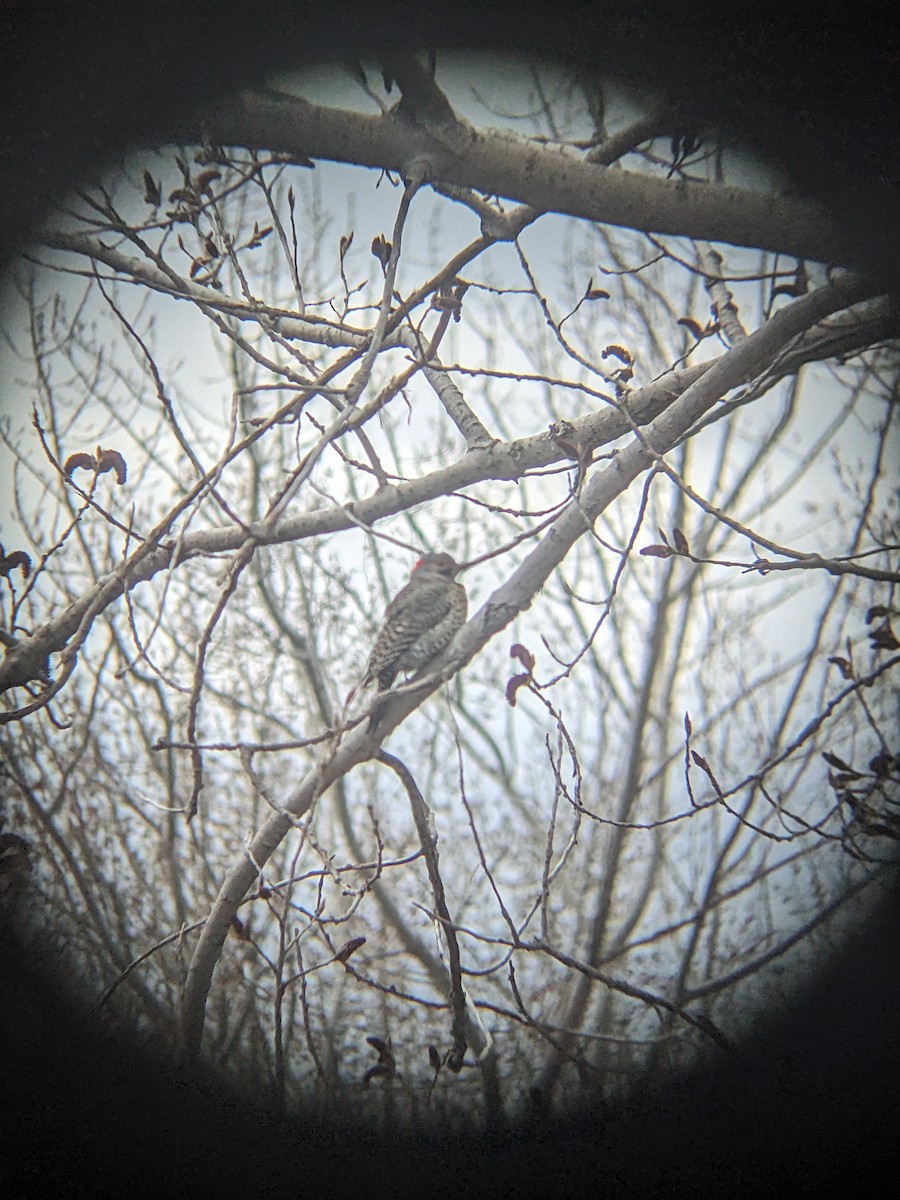 Northern Flicker - ML617726753