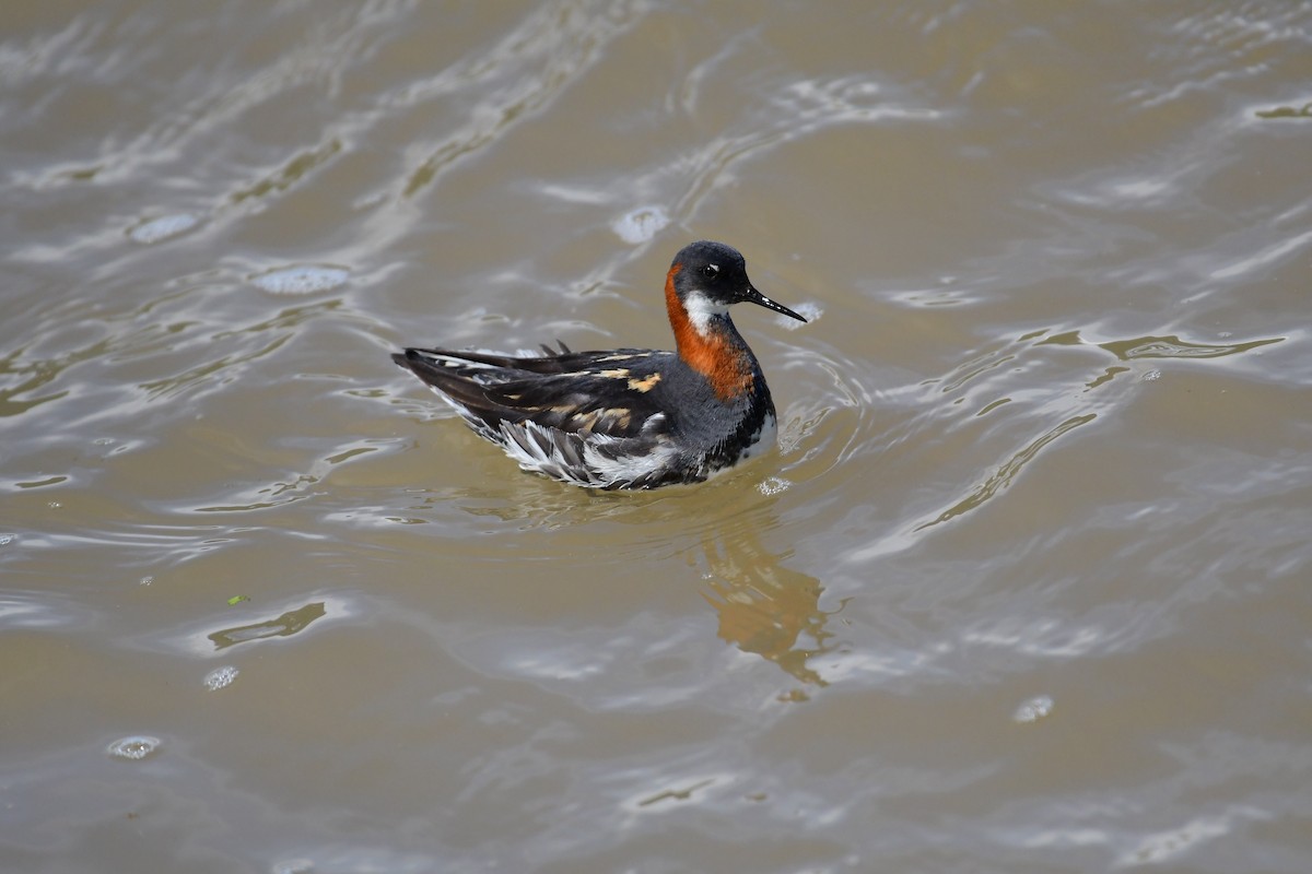 Phalarope à bec étroit - ML617726754