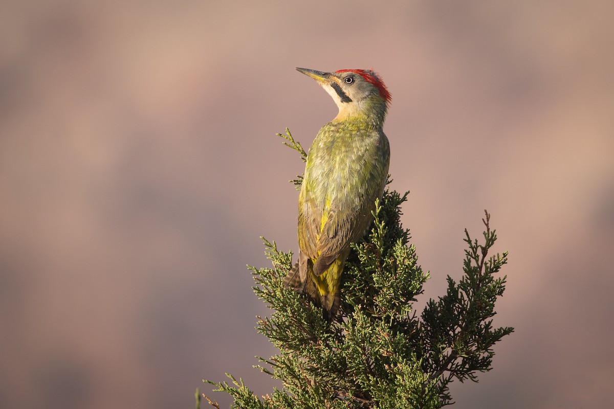 Levaillant's Woodpecker - Stéphane  Aubert