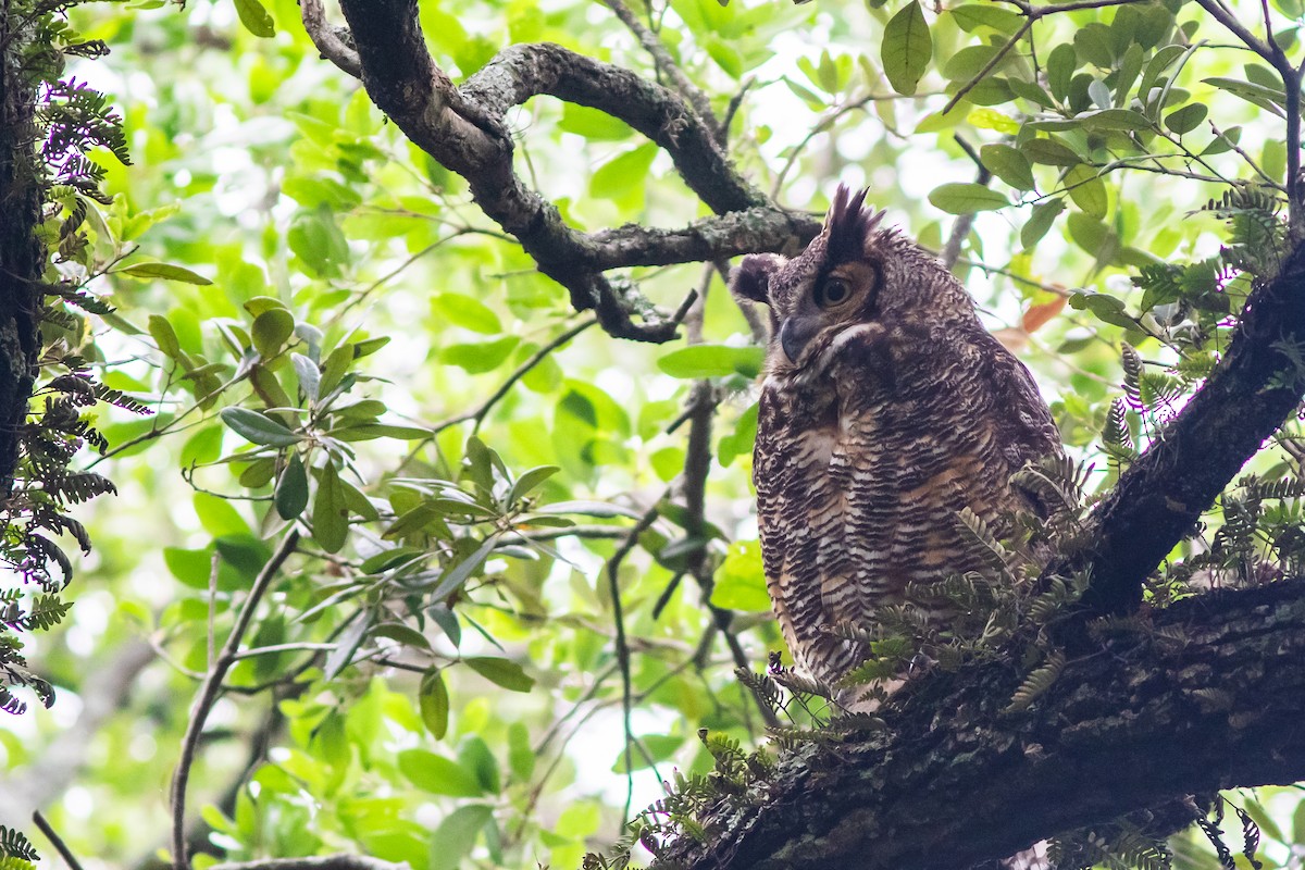 Great Horned Owl - ML617726769