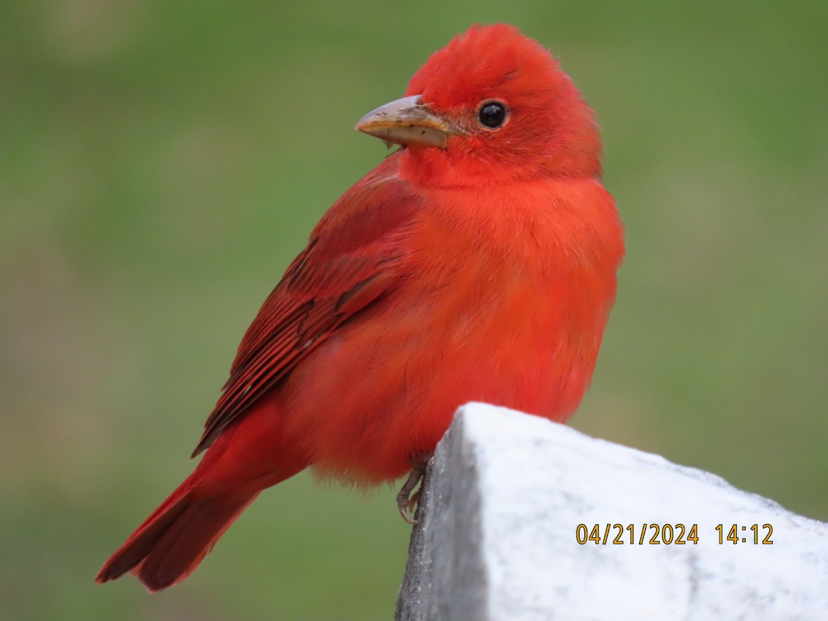 Summer Tanager - Barry Southard