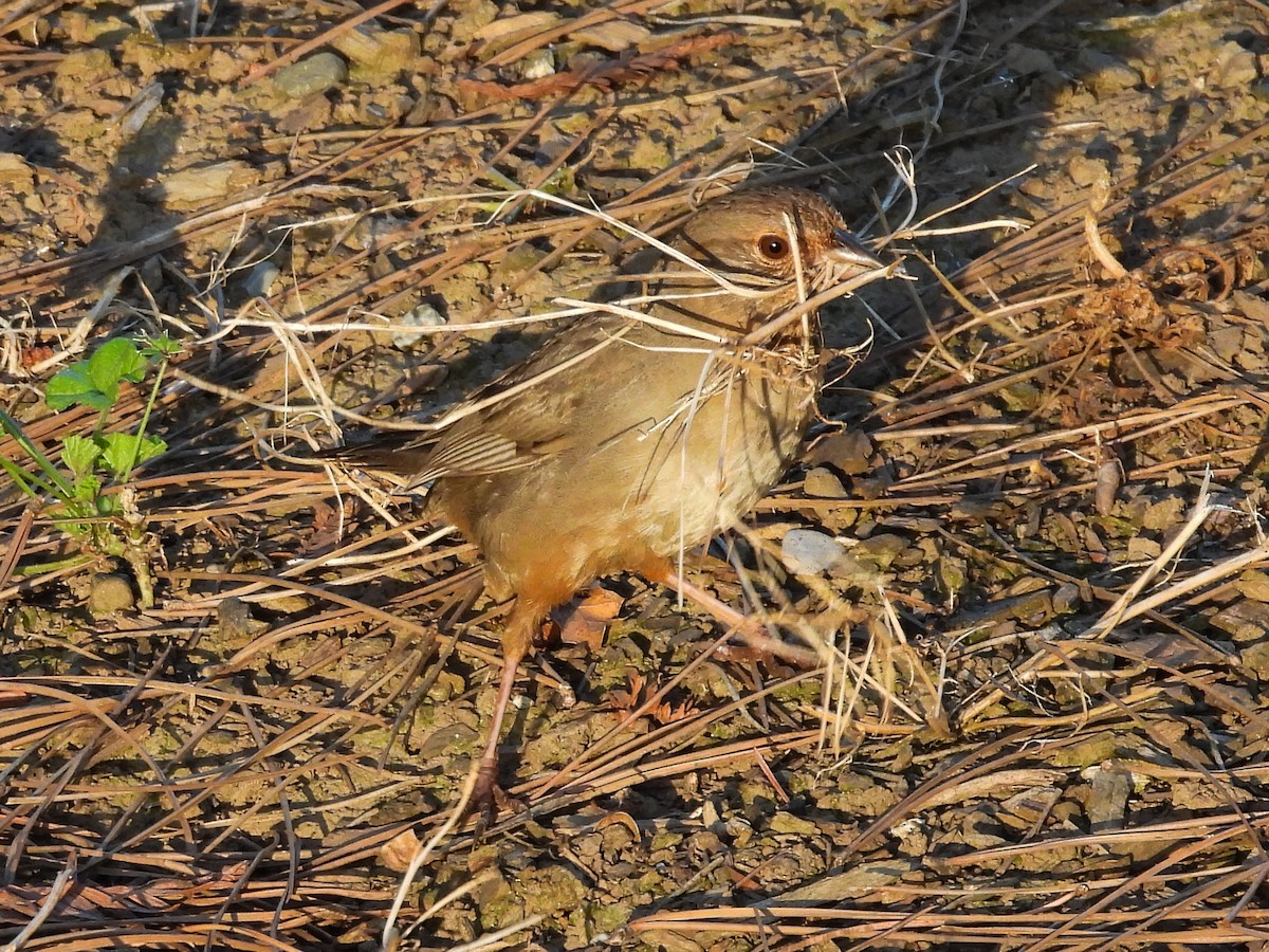 California Towhee - Susan Tenney