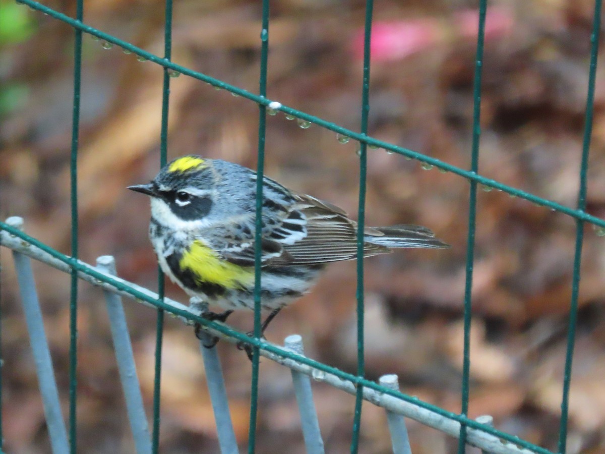 Yellow-rumped Warbler - ML617726802