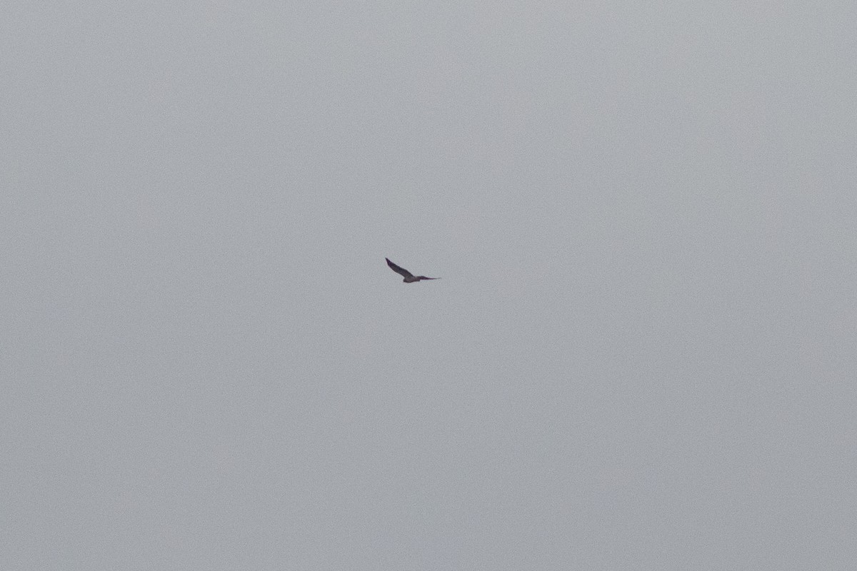 Swainson's Hawk - ML617726812