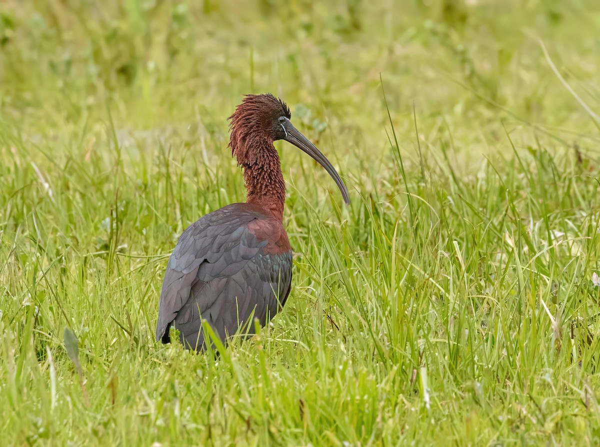 ibis hnědý - ML617726829