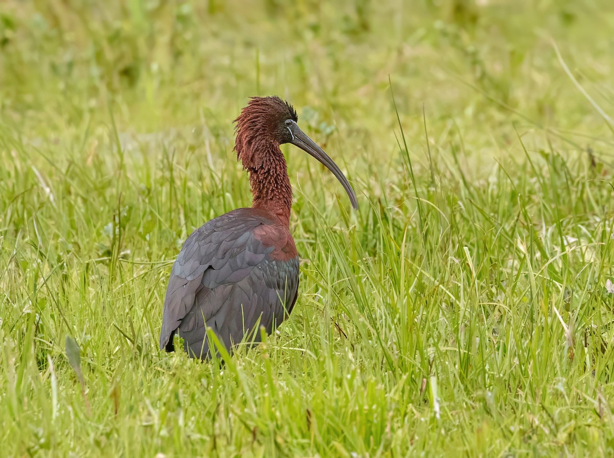 Glossy Ibis - ML617726829