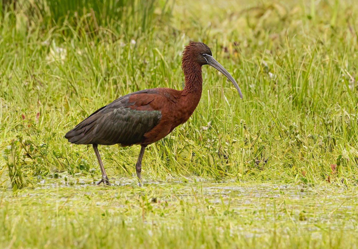 Glossy Ibis - ML617726834