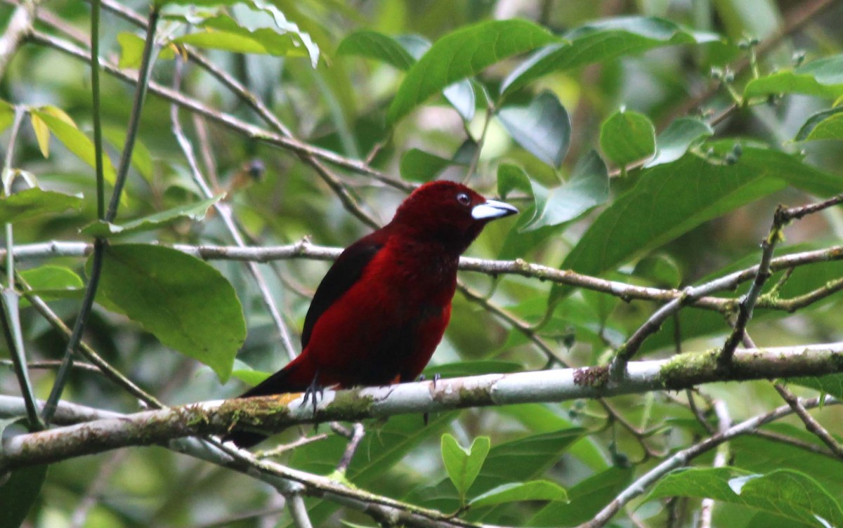 Crimson-backed Tanager - ML617726836